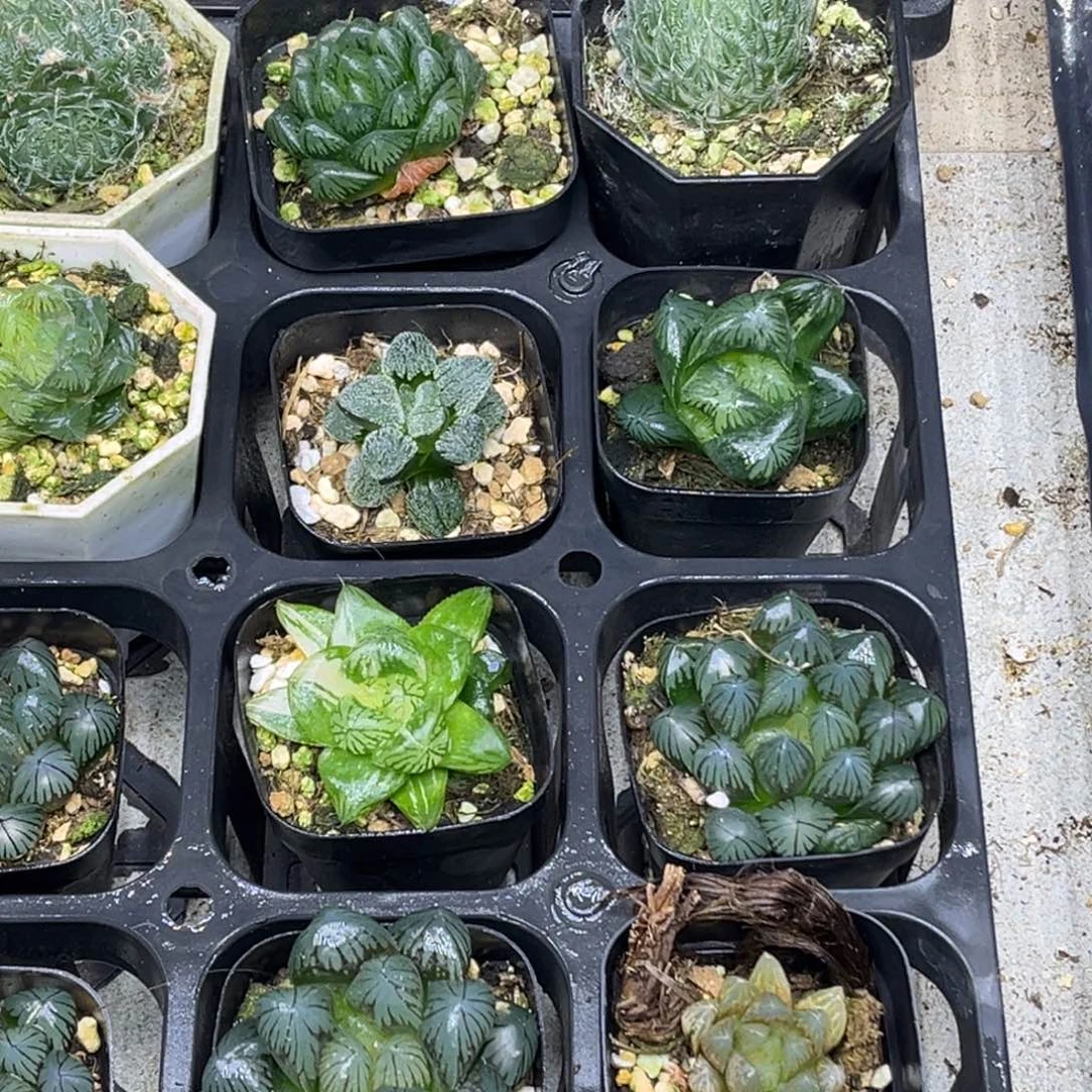 15 脱土包邮8颗福利