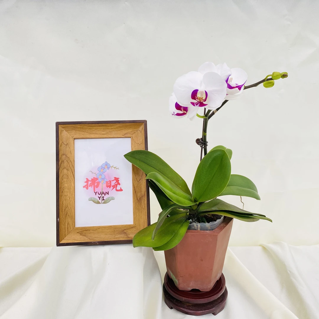 拂晓蝴蝶兰（雪玉带花带花苞）开花珠发货