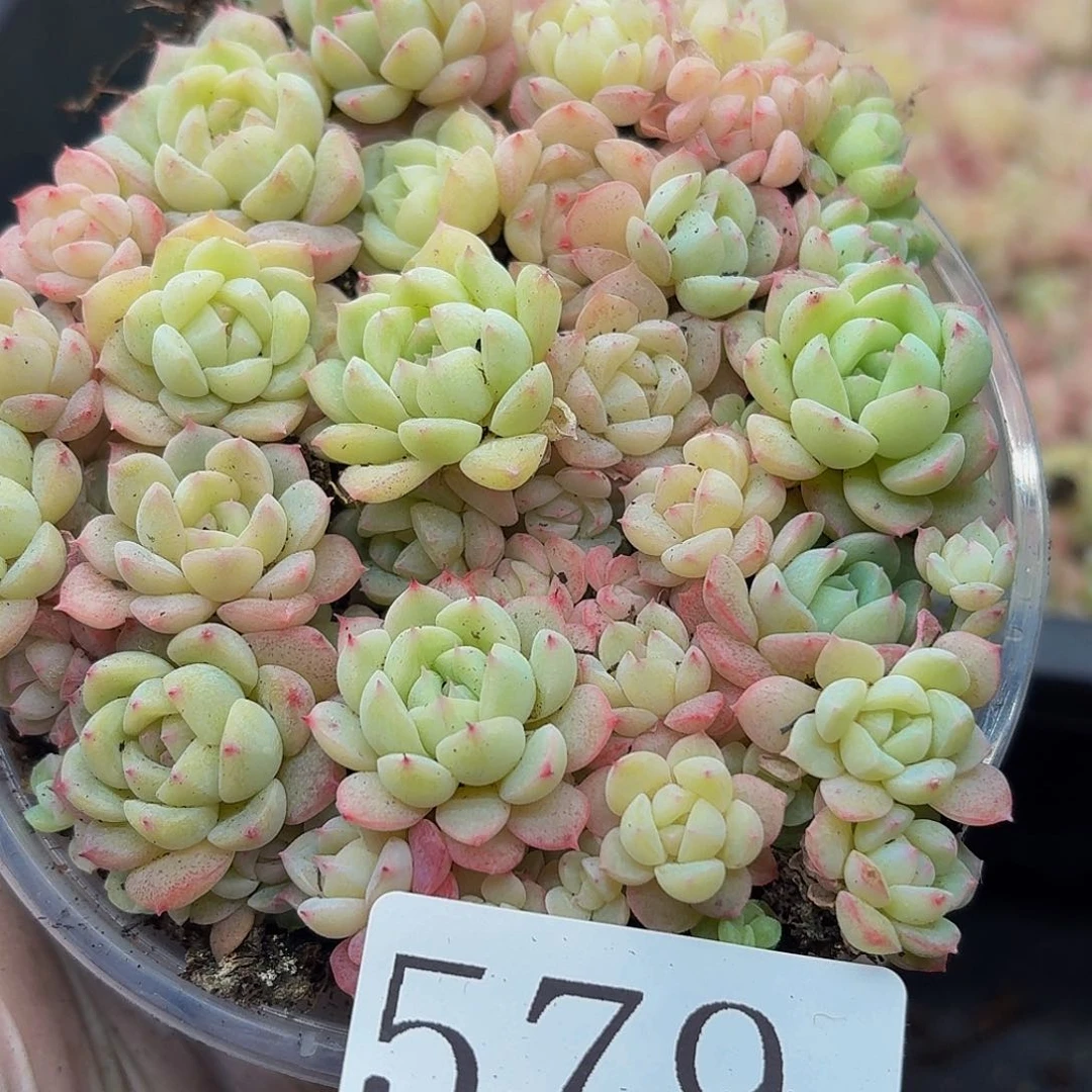 多肉植物多肉植物579