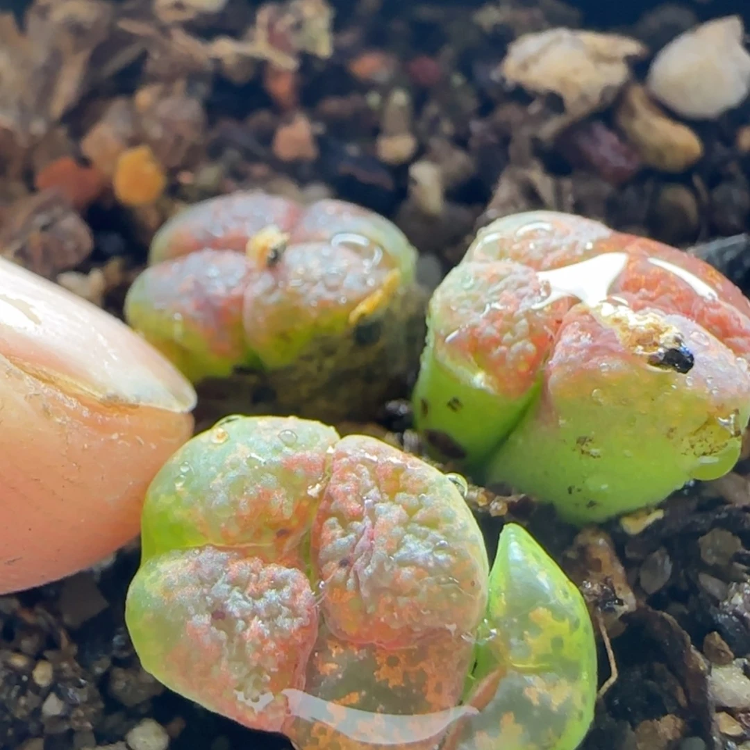 【闪购商品】爱****?12911