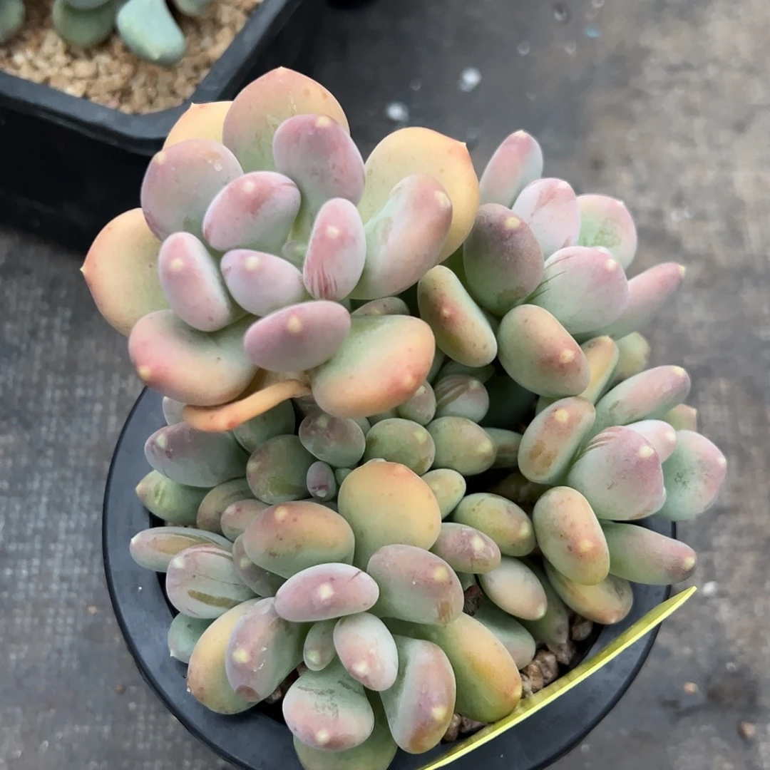 612037 玲珑美人群生无砍，必须拍冷链发货