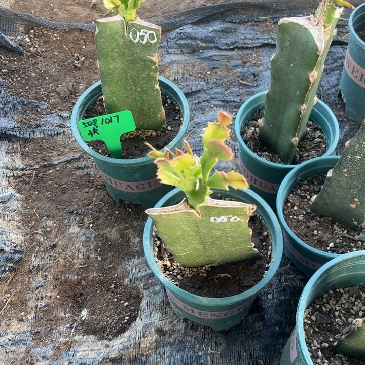 倚****52号050，1111111111