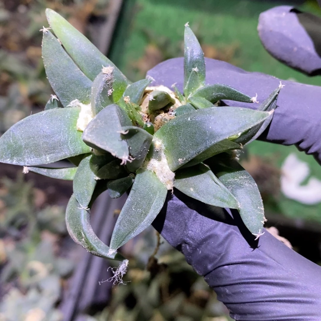 『***』实生特价青瓷群生