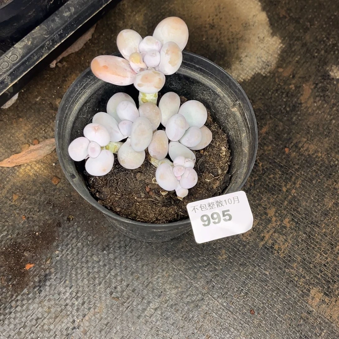 阿雅园艺。      995奶酪
