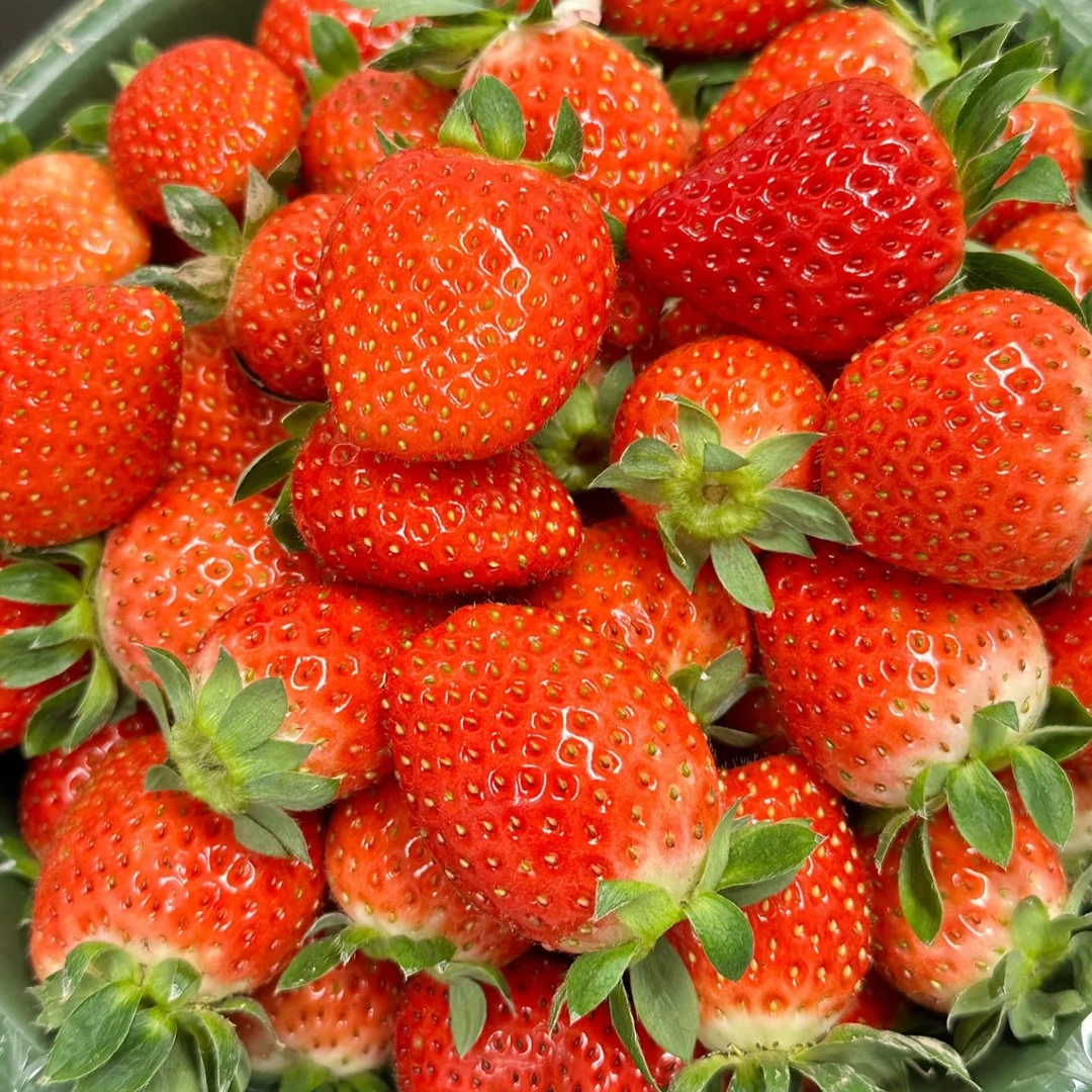【长丰草莓次日达专享】精品新鲜草莓 现摘现发 新鲜到家