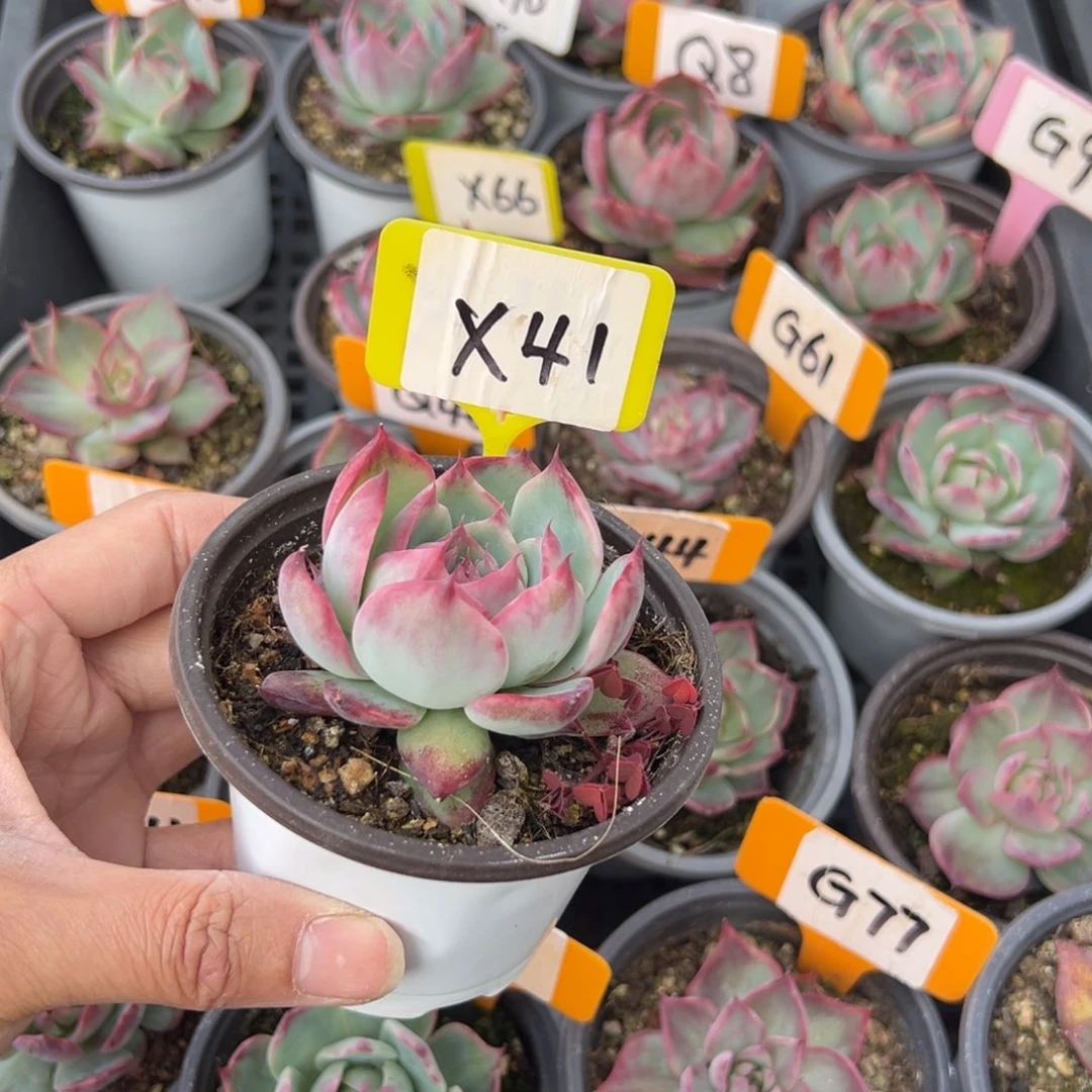 爱****涵X41惊鸿单头多肉