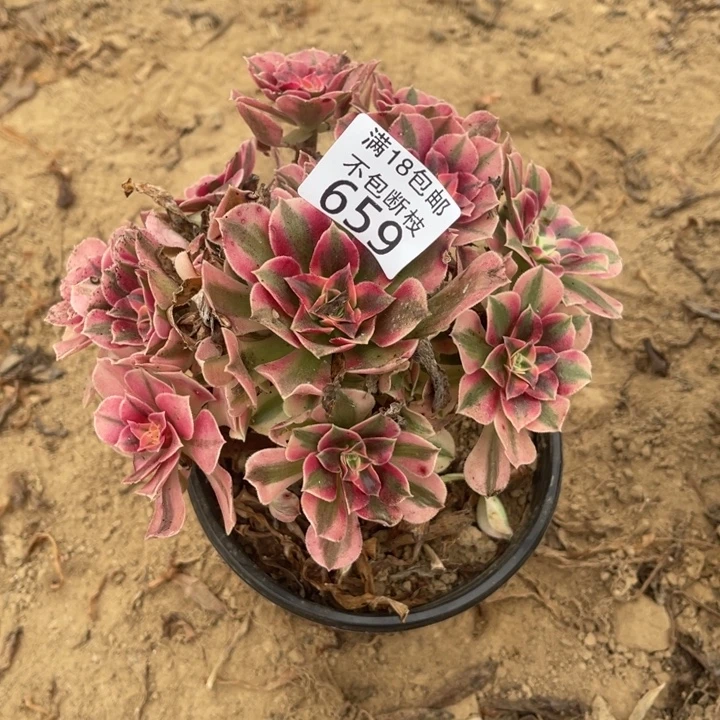 C***O659粉女巫小手捧1号