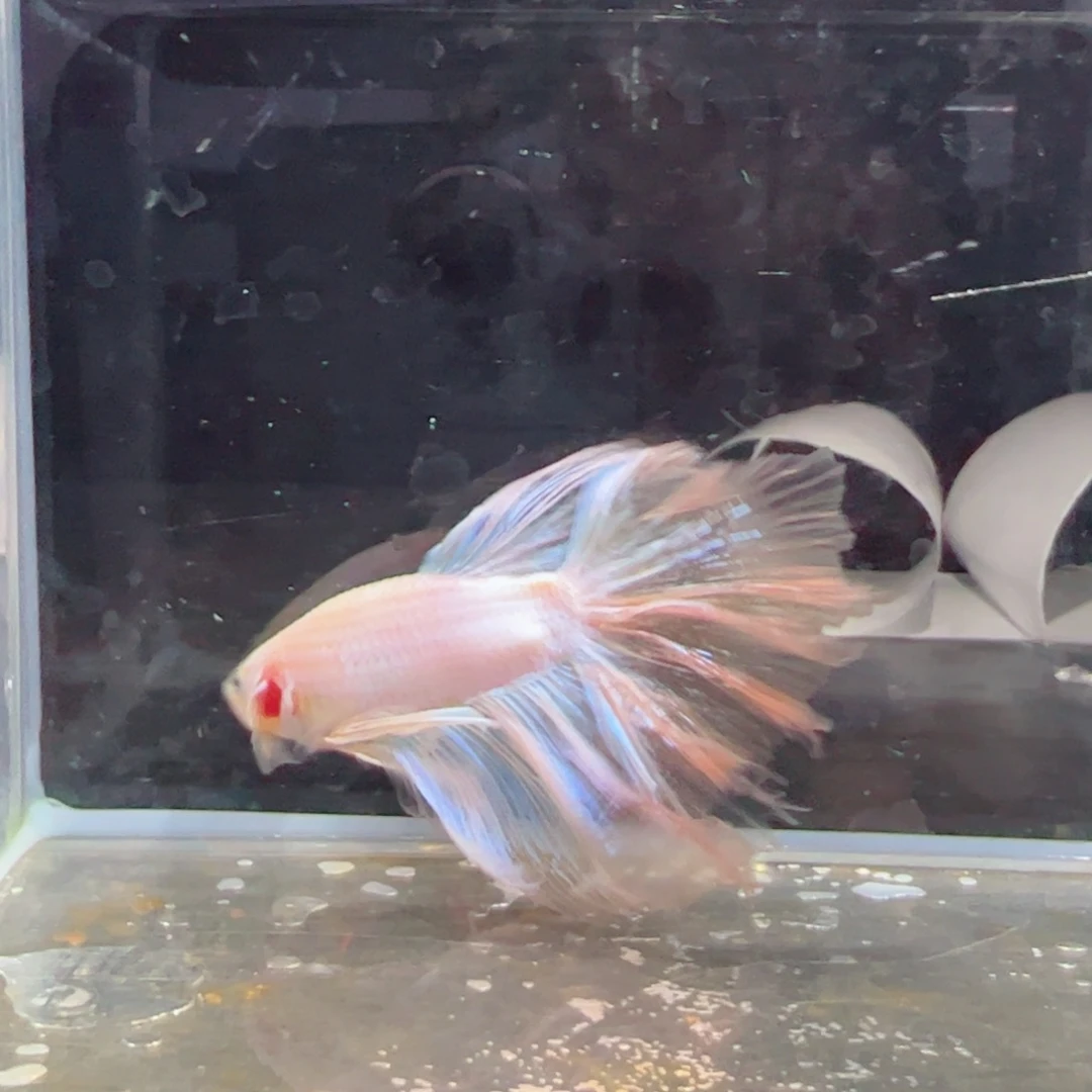 斗鱼浅色特殊尾hhhh