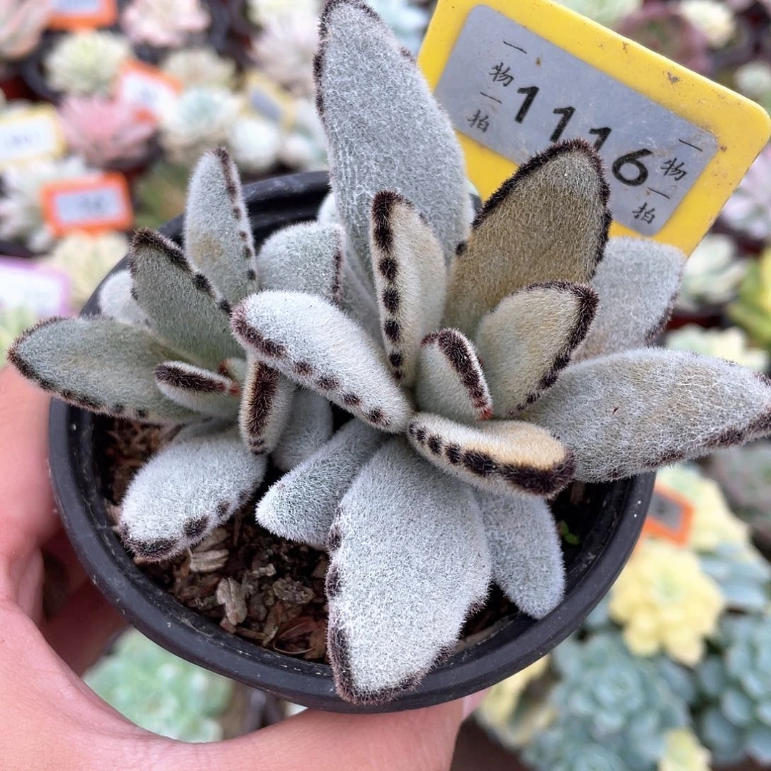 达摩兔儿1116号多肉