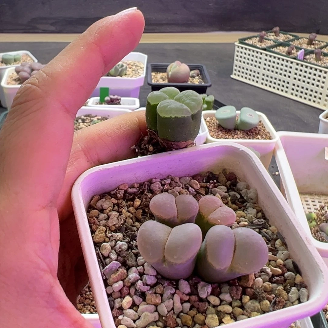 S***o专拍专拍 肉锥植物