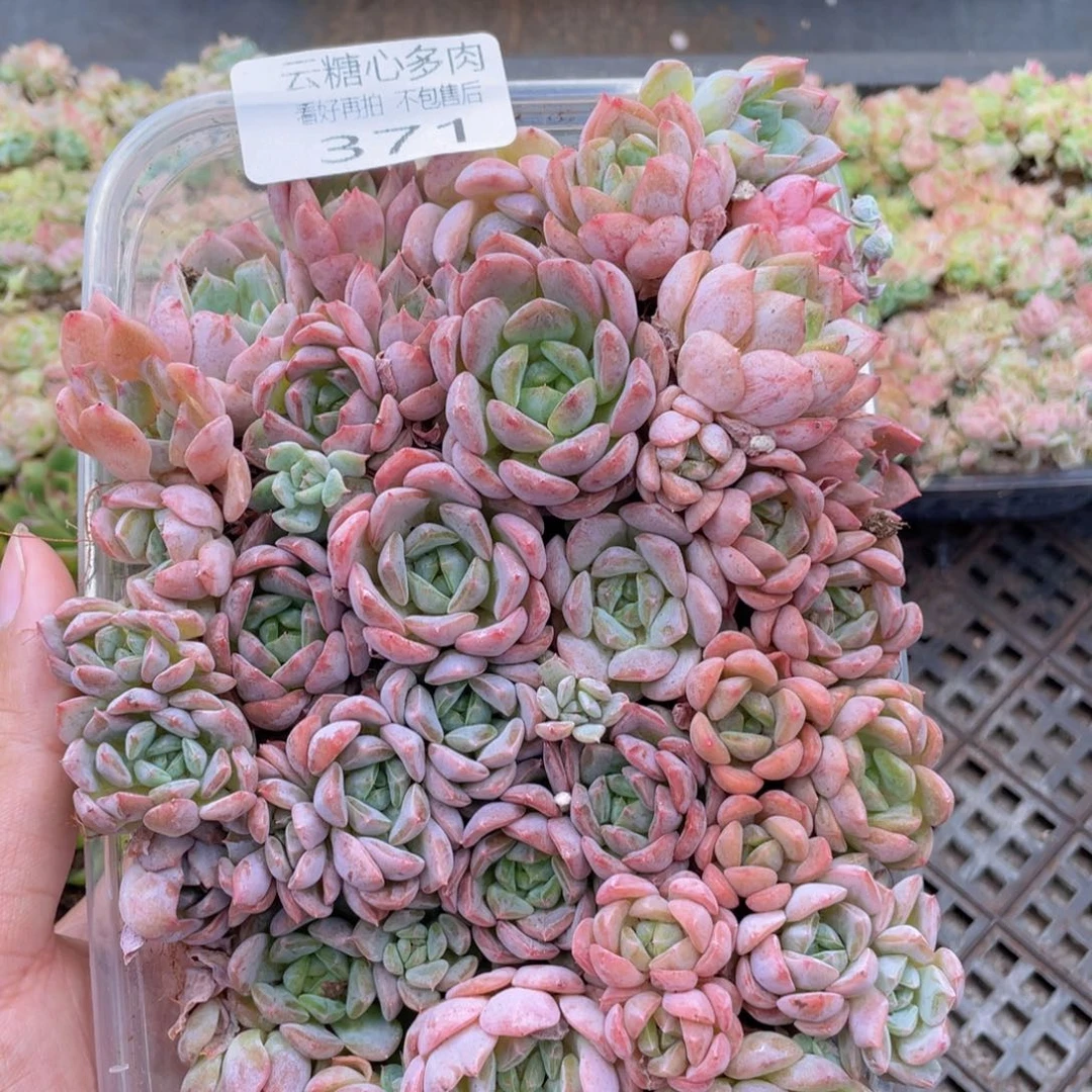 云糖心多肉植物371