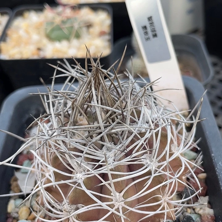 素妆玉实生裸根发货