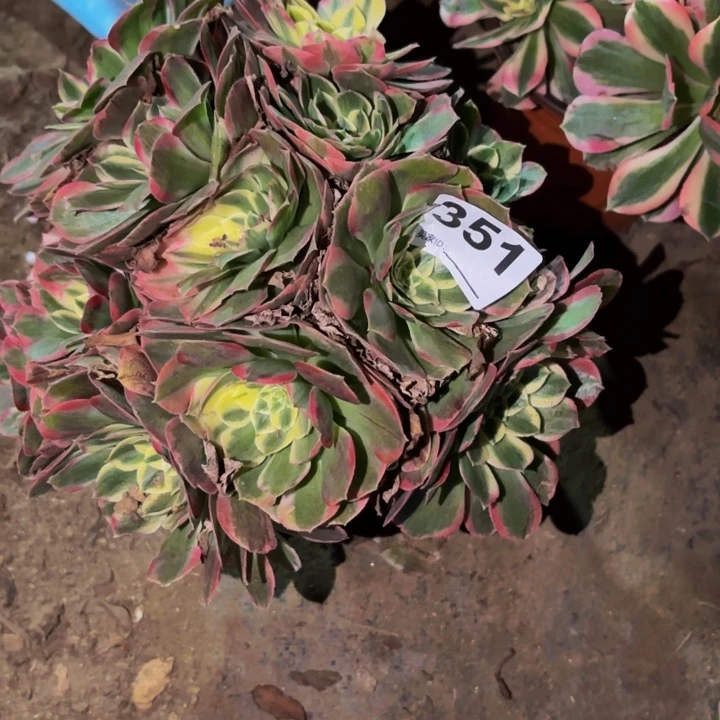 351火龙果多肉植物不售后