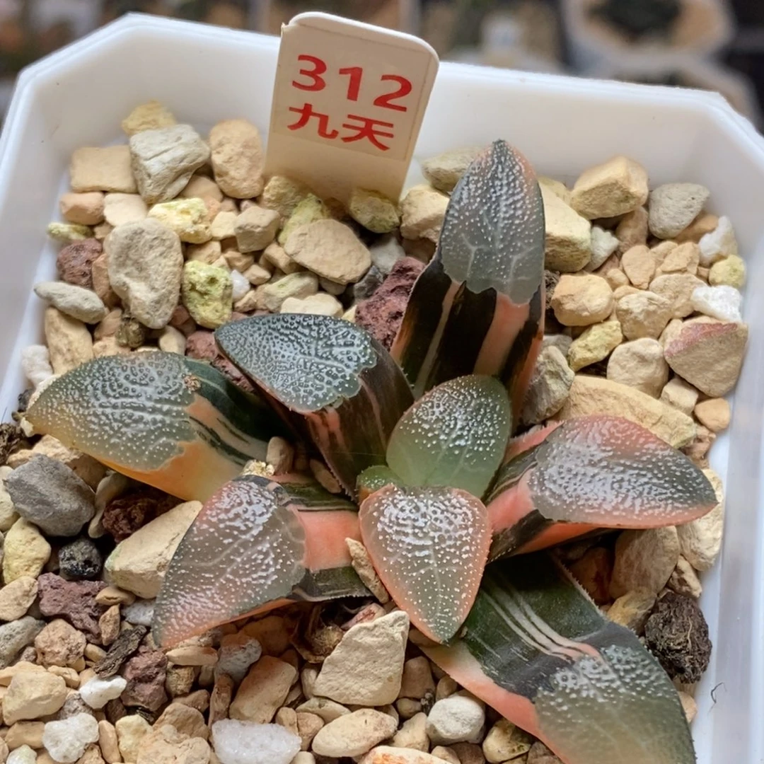 312号网纹克锦多肉