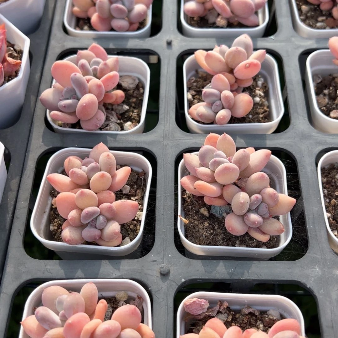 三日月美人双头一颗量拍多肉满20包邮