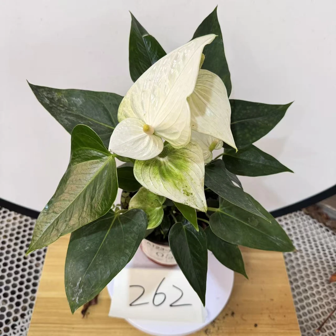 彩色红掌掌一物一拍编号262