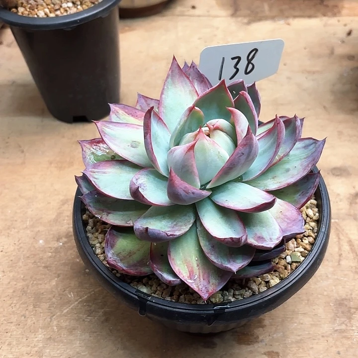 多肉植物，惊鸿仙子138号