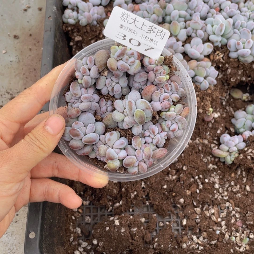 糕大上多肉植物307