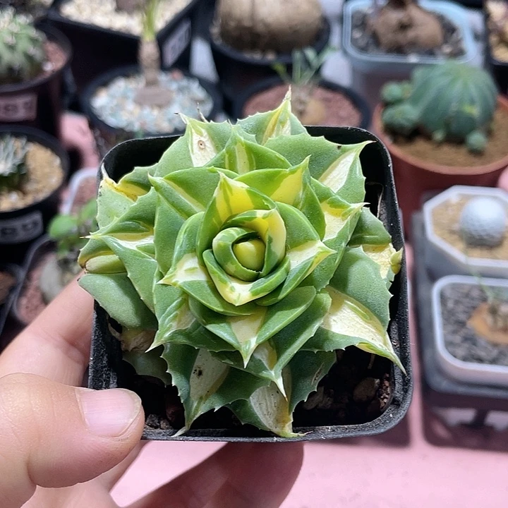 654黄中斑龙舌兰植物