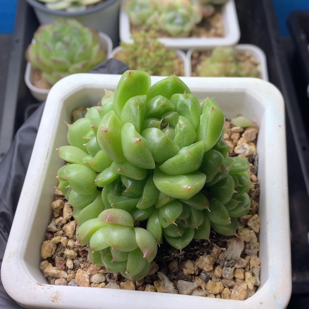 58包邮  群生不包整 143