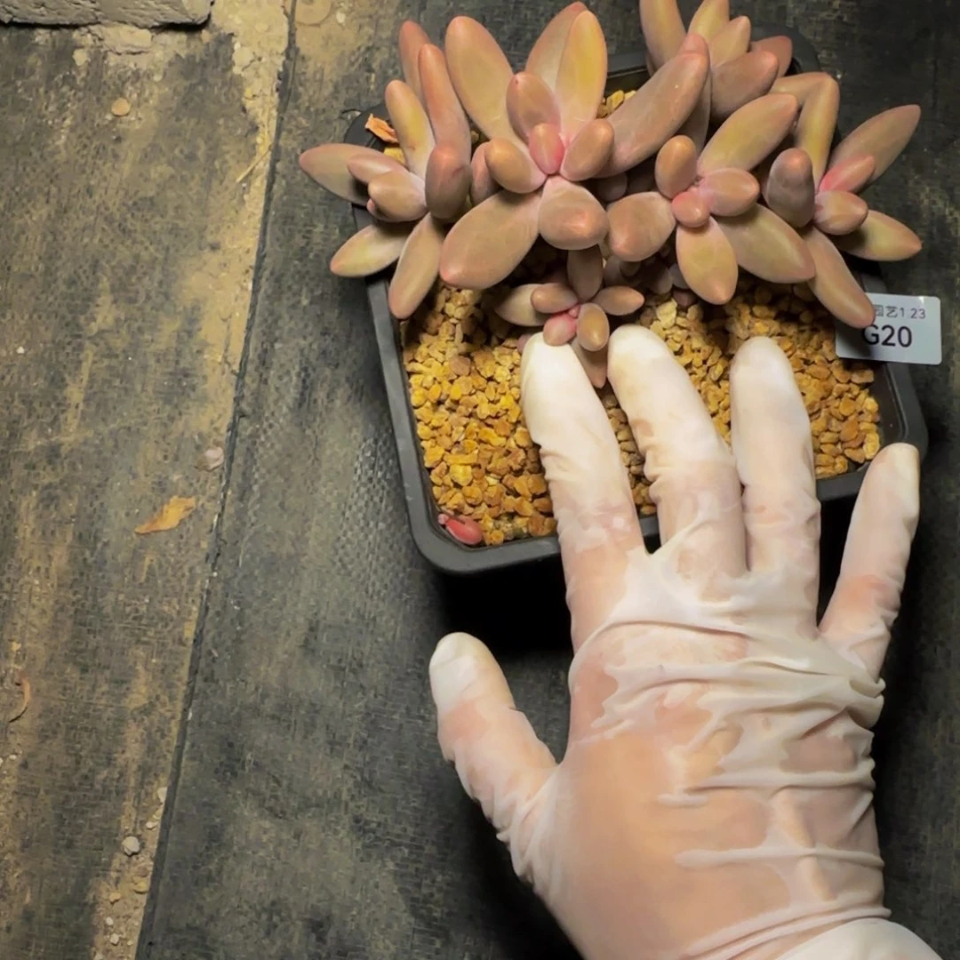 g g g g g g g g 20