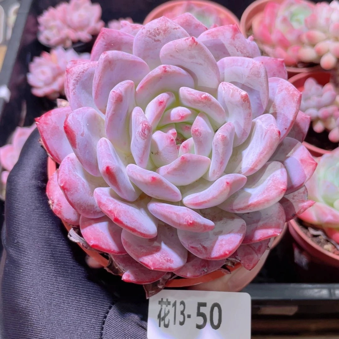 花利美13-50橙梦露