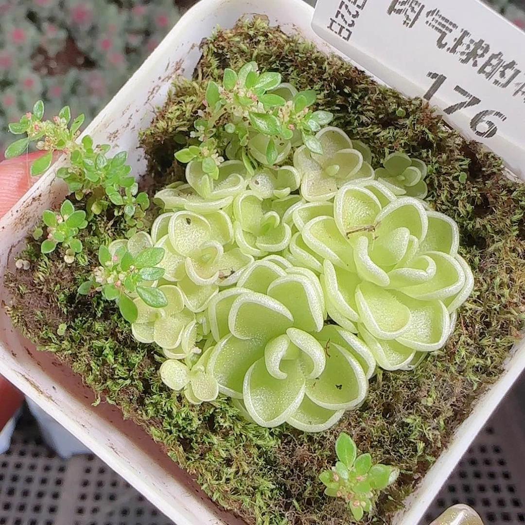 0922---176爱丽丝