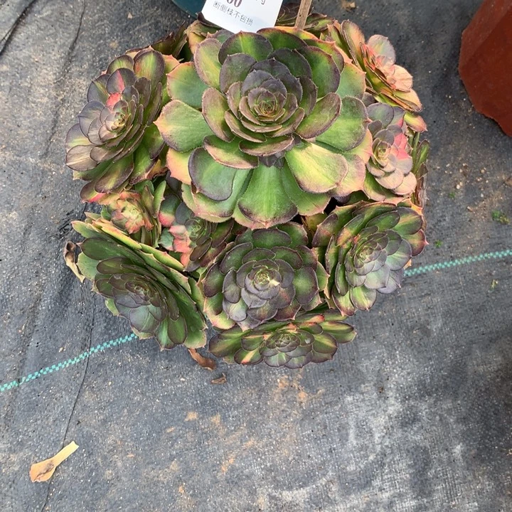 360海王七彩多肉植物 特价