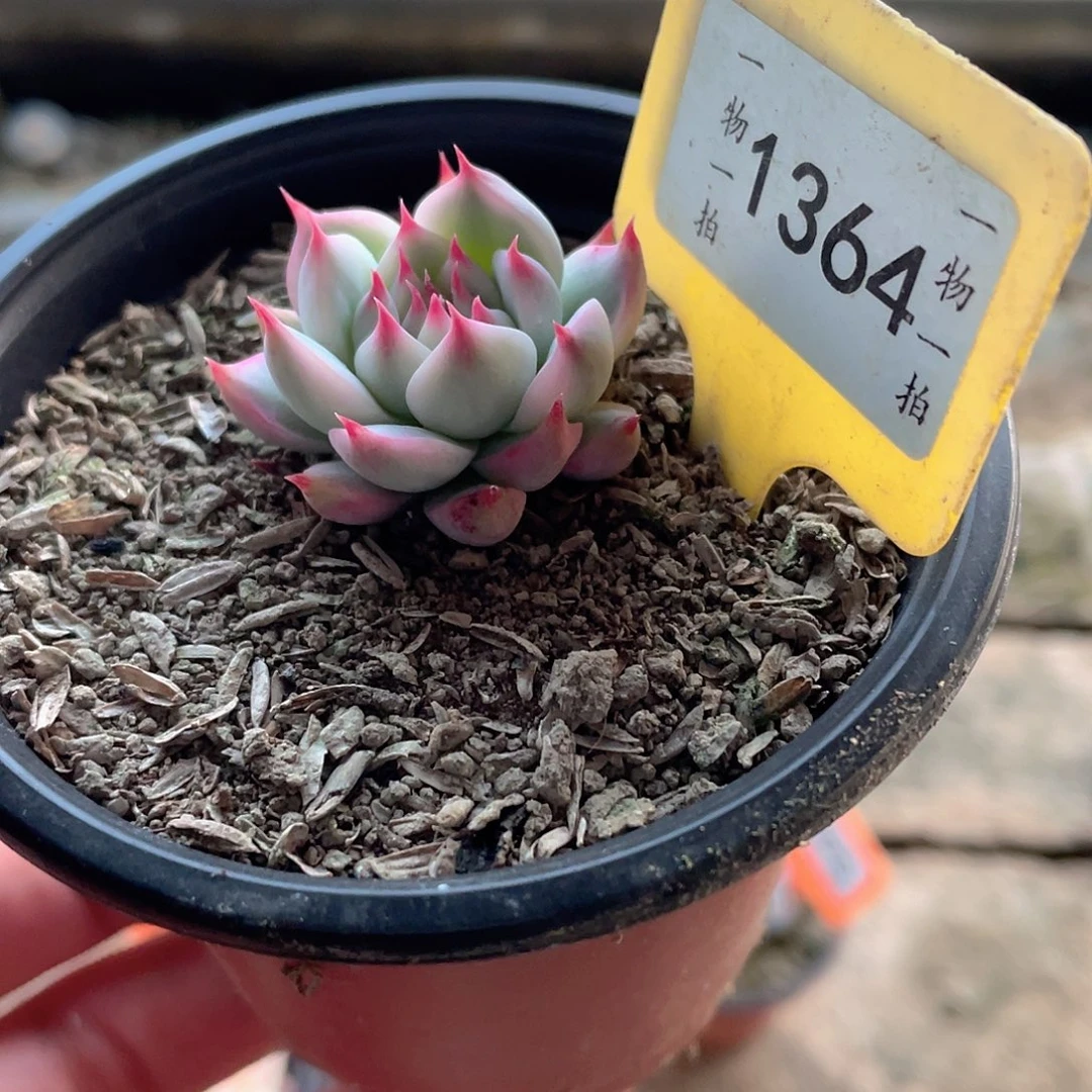 1364号多肉植物盆栽