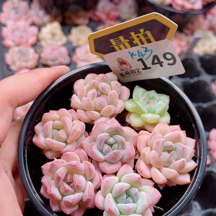 多肉植物多肉植物