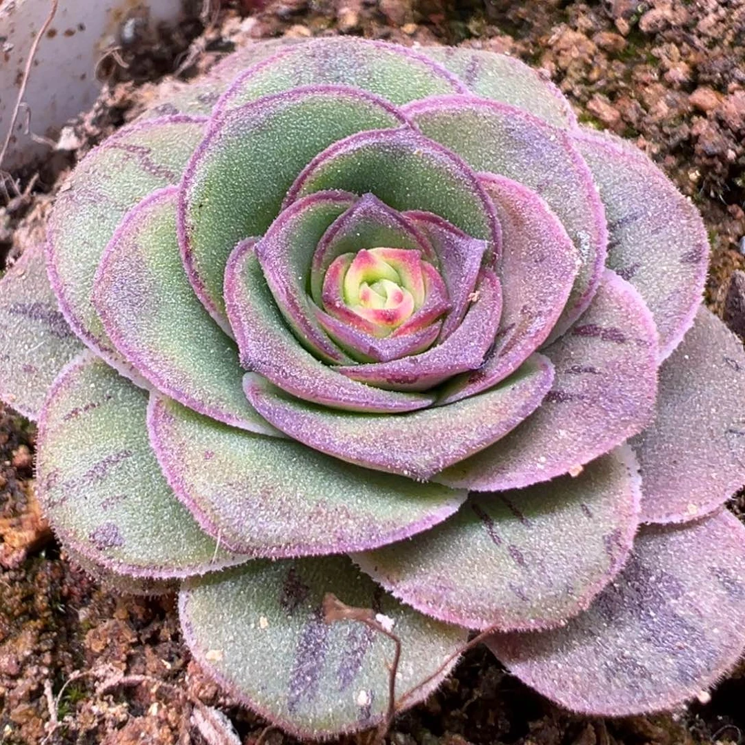 糖糖519寂灭龙牙 下播福利