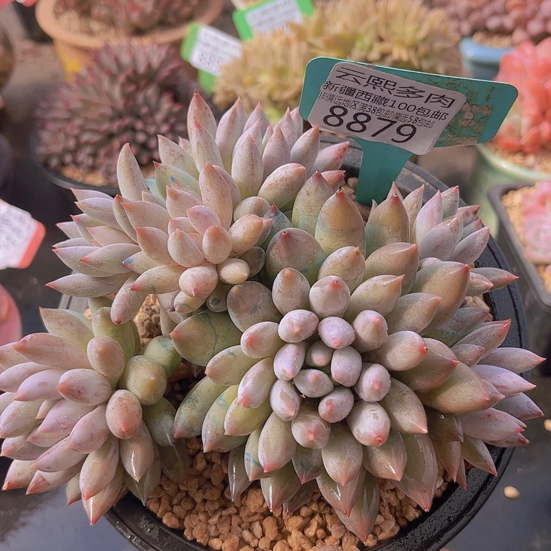 8879所罗门多肉植物