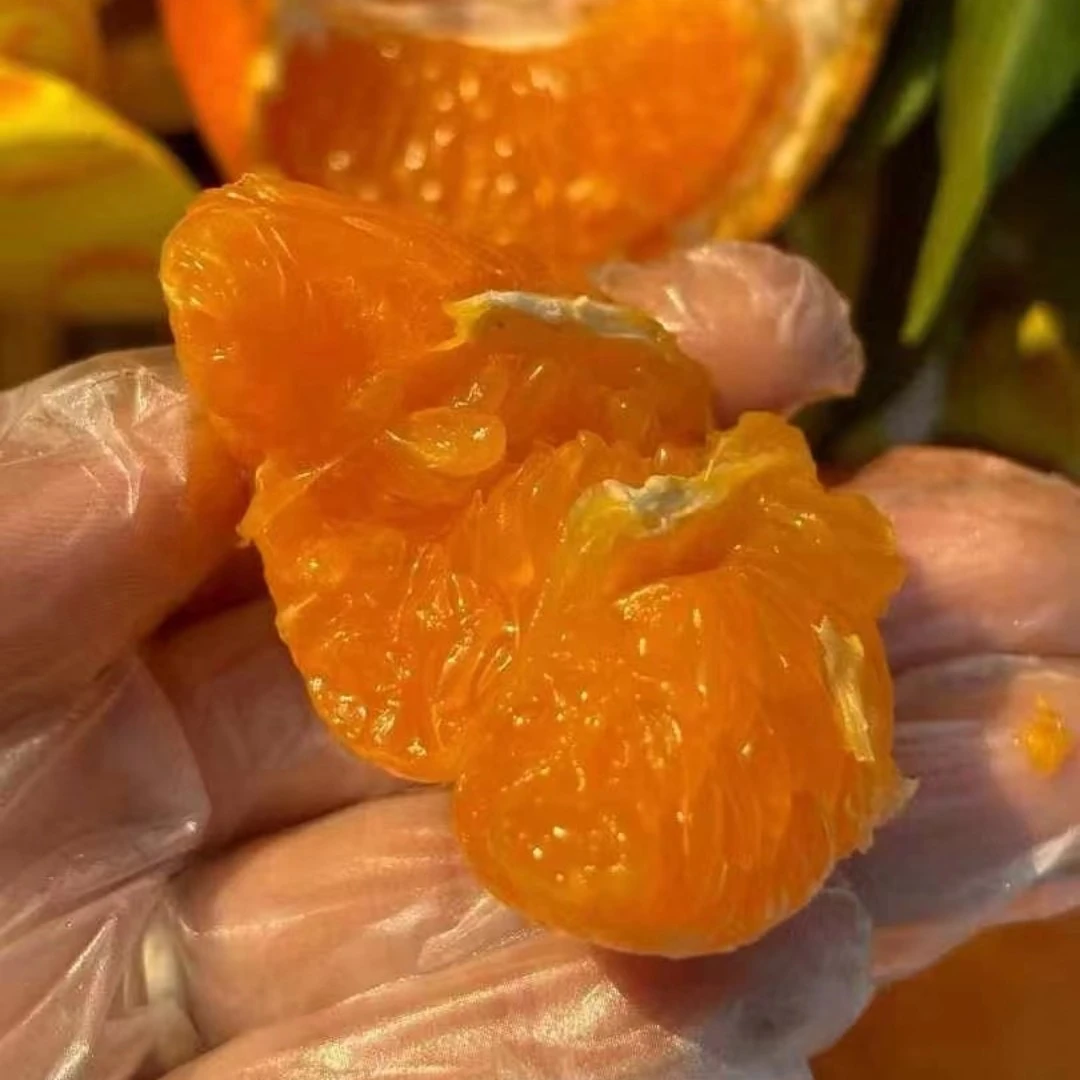 明日见沃柑一箱g四川省