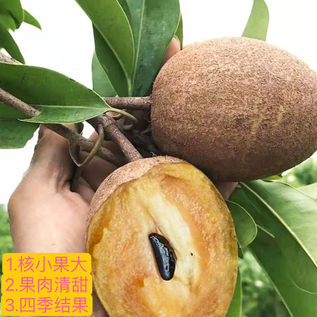 人心果果树树苗四季人心果嫁接苗盆栽阳台种植庭院当年四季耐热