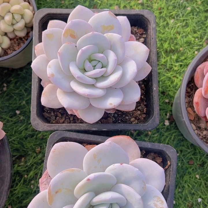 健健康康平平安安