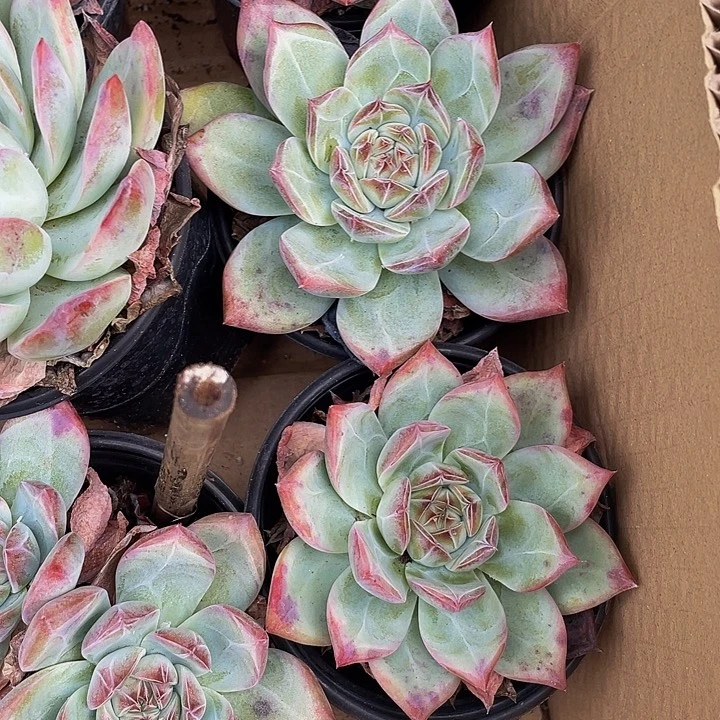 90盆大单头红拉糖带盆