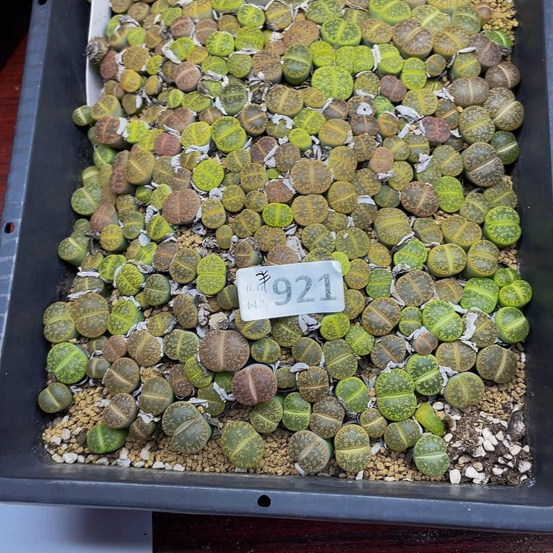 92100000花花花花鼓励