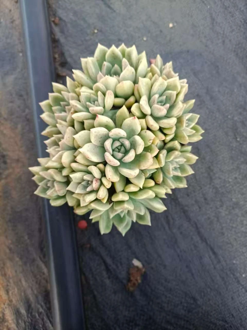精品璀璨老桩多肉植物组合带盆带土好养室内外绿植盆栽