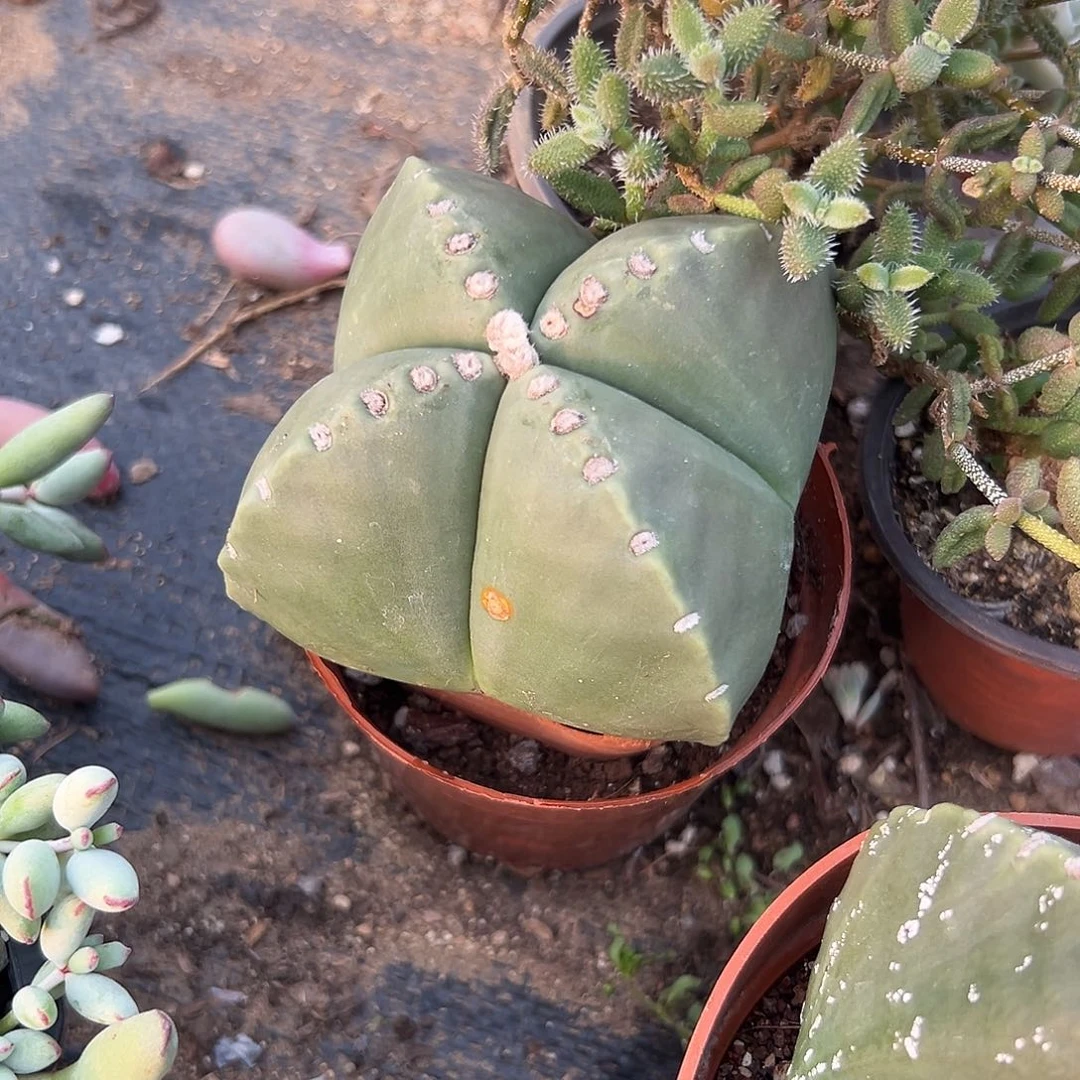 多肉植物鸾凤玉四角