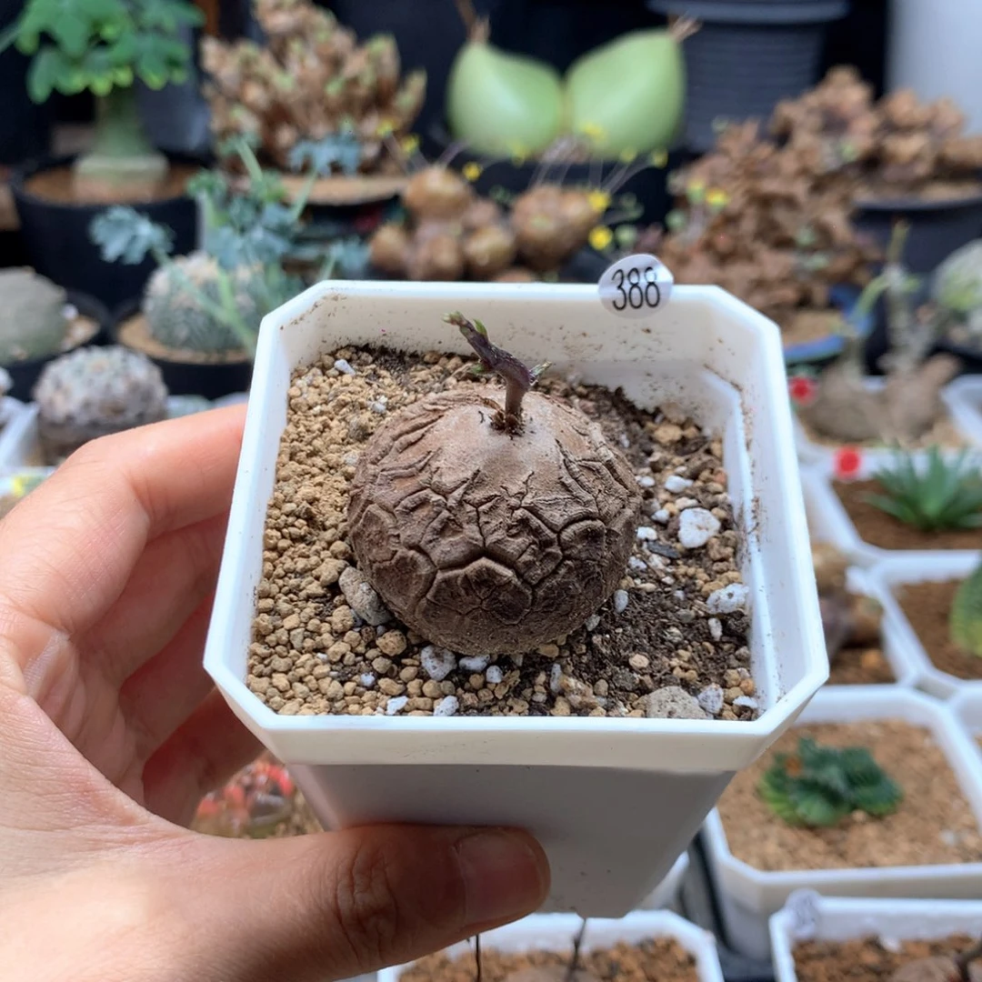 南非龟甲龙带盆388