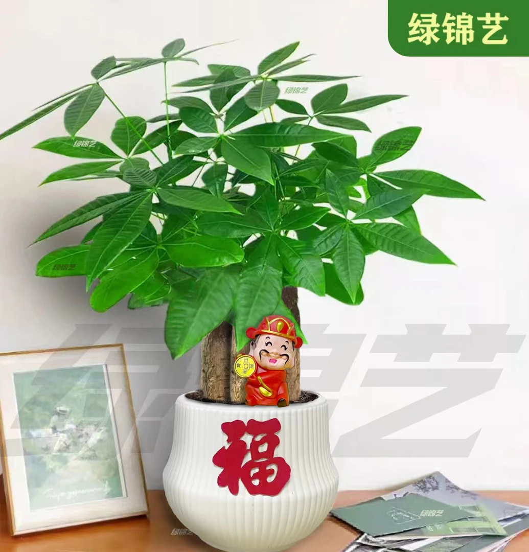大盆三杆发财树盆栽（约30-40cm）绿植室内好养四季常青常绿摆件z2