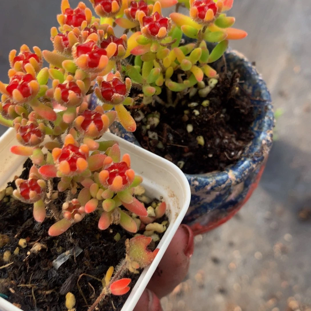 红宝石。 枝干 特价