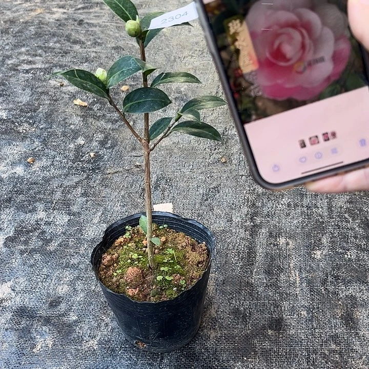 完全开放斑水屋2304