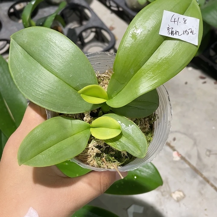 完全开放双头新几内亚香啊妈1.7根少慎拍