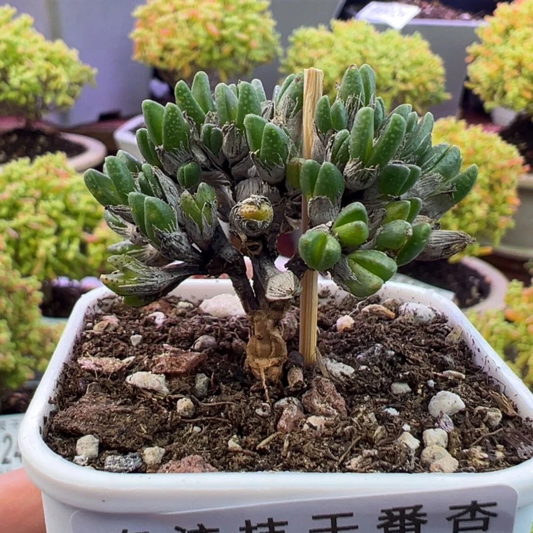 0113龙猫一物一拍