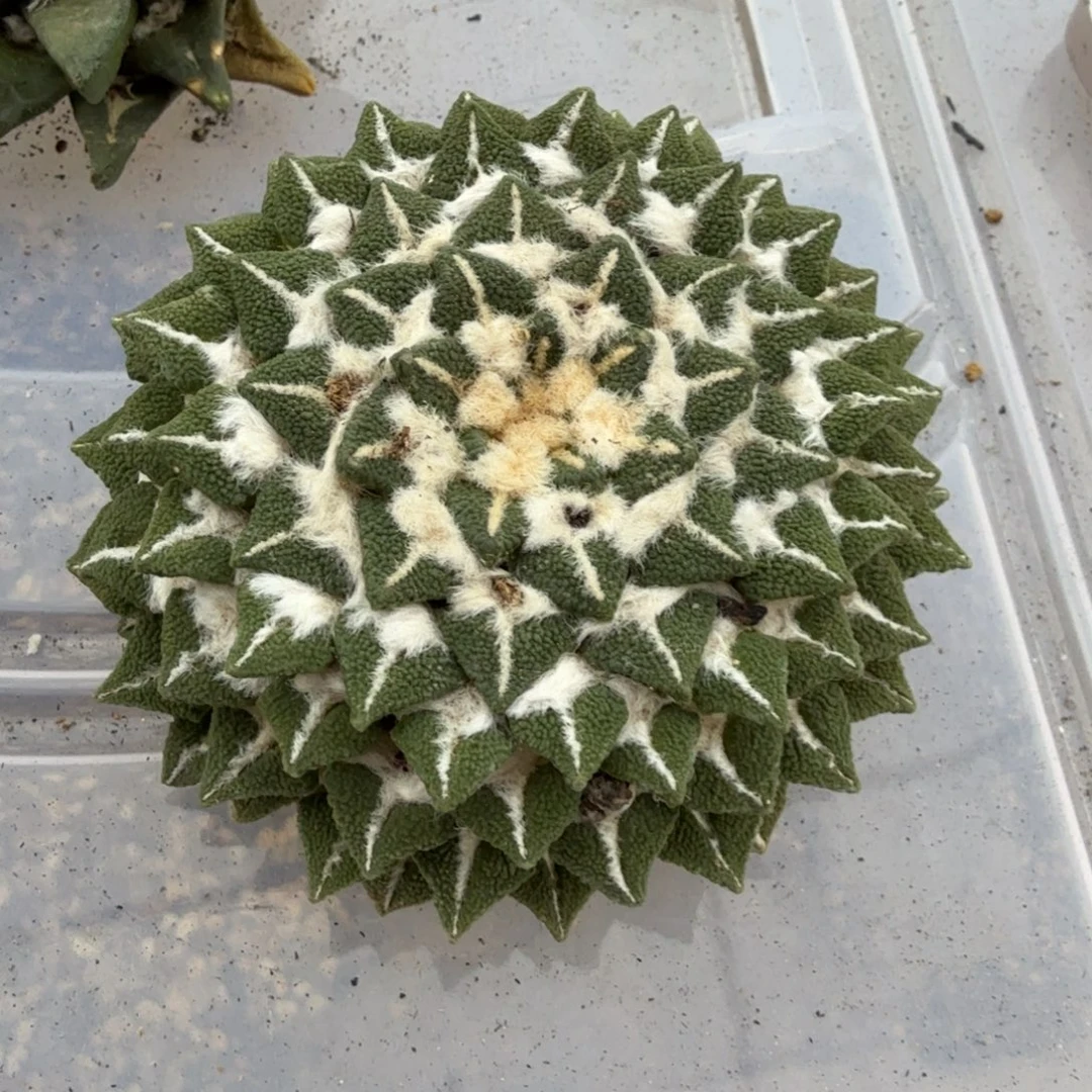马***哒仙人球开花一个福利品有跟