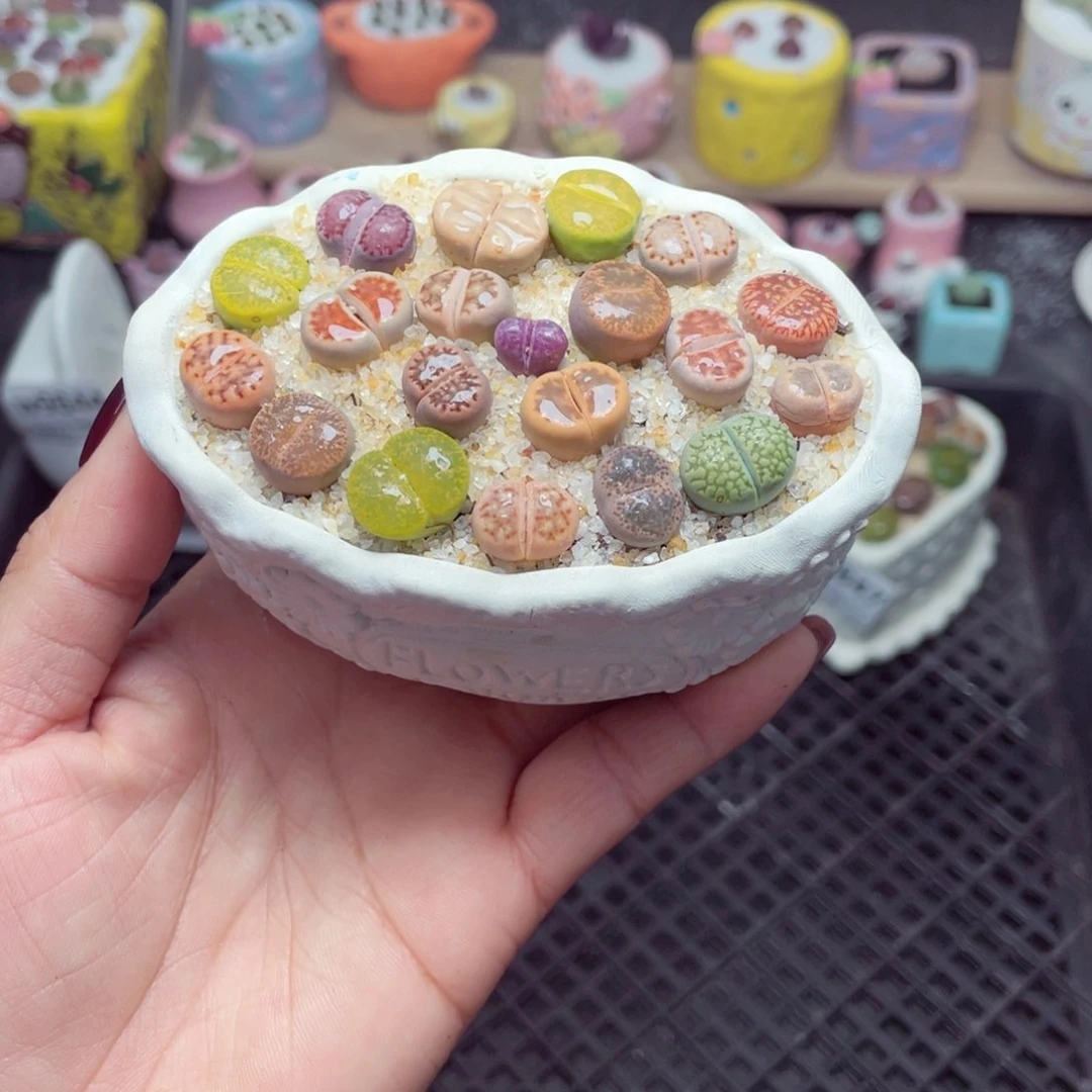 w9848 带盆土发货-零下地区拍保温箱