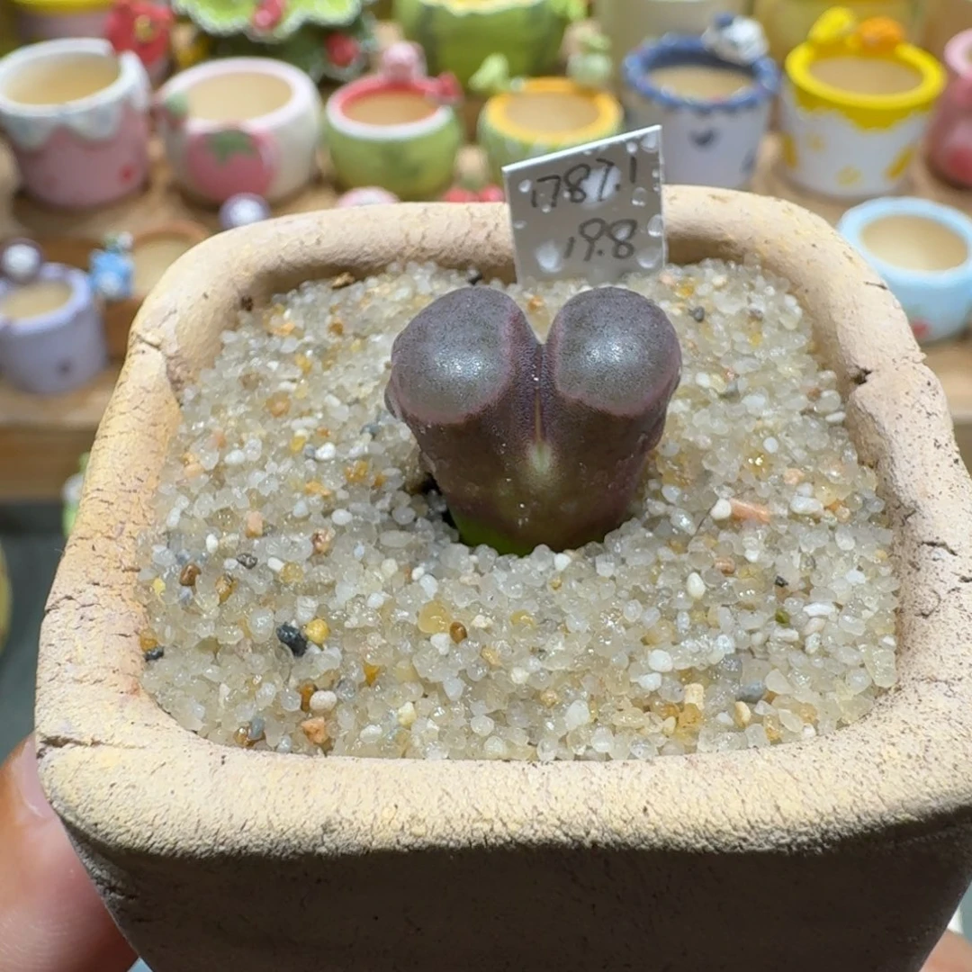 蘑菇1185一颗1787.1磁铁多肉植物