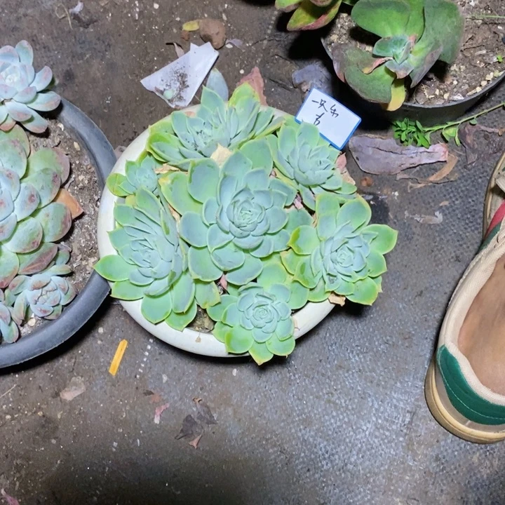一***崽一物一拍一物一拍