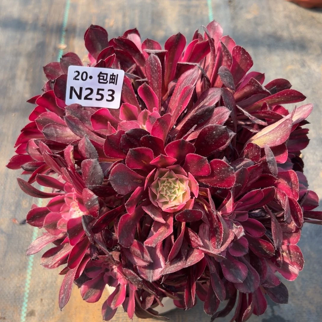 粉铜，满20包邮，法师